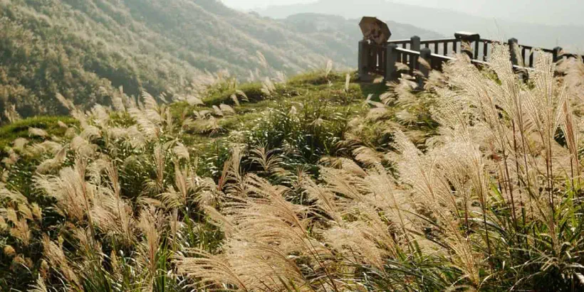 陽明山芒花季 】秋季限定陽明山私房景點、人氣美食大公開！